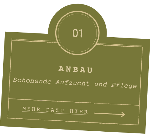 Anbau