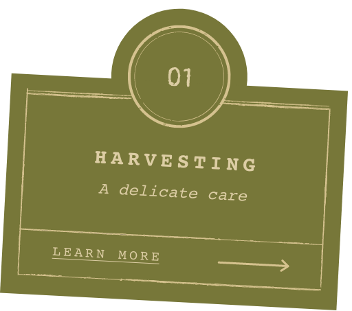 Cultivation