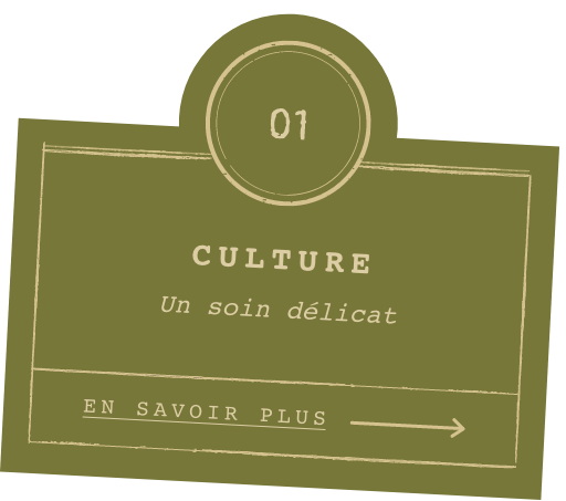 Culture