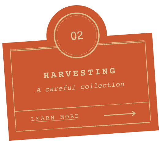 Harvesting