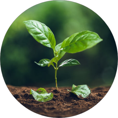 Cultivation